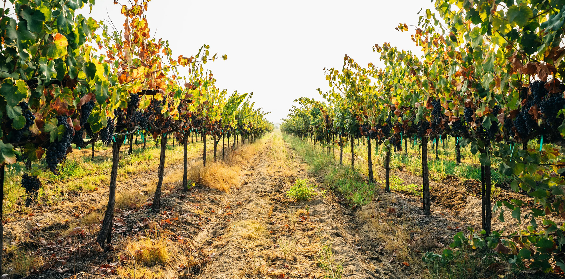 Rows of vines in the Hamilton Family vineyard.