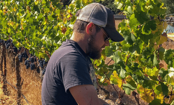 Jess Wade tending vines in a vineyard.