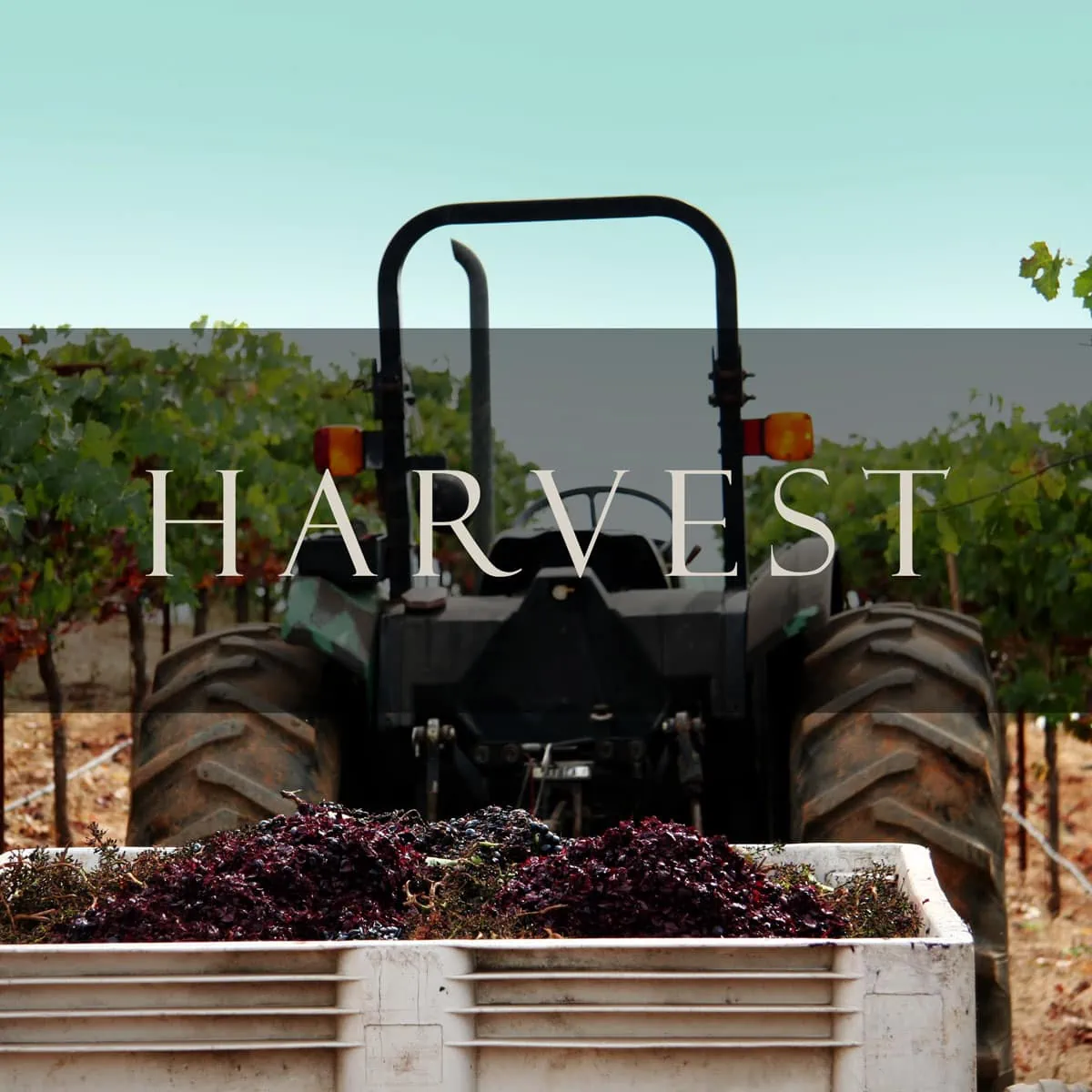 Harvest Wine Club