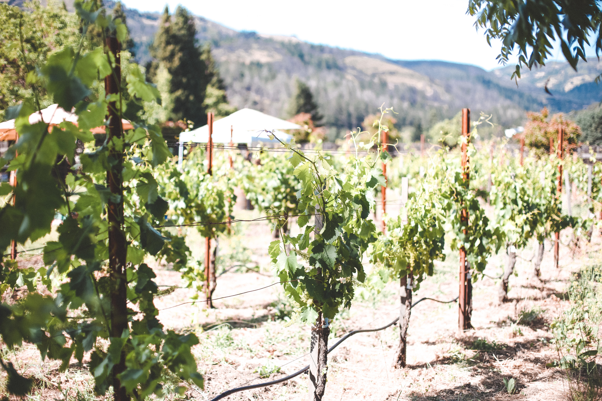 Sunset light over vineyard rows in Kenwood.