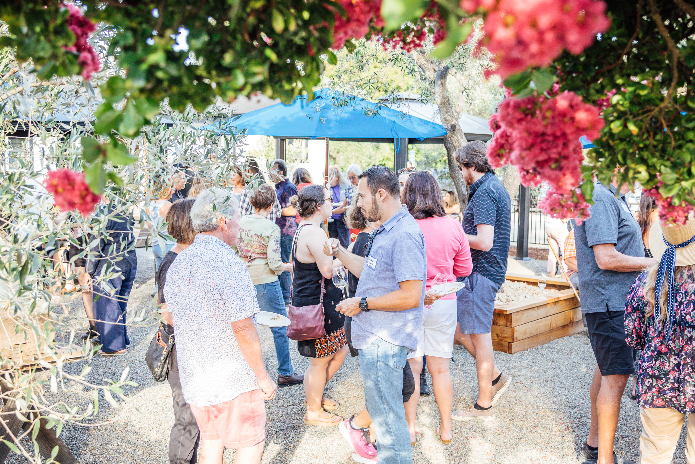 Members enjoying wine in the olive grove at Hamilton Family Wines in Kenwood during a spring pick-up party