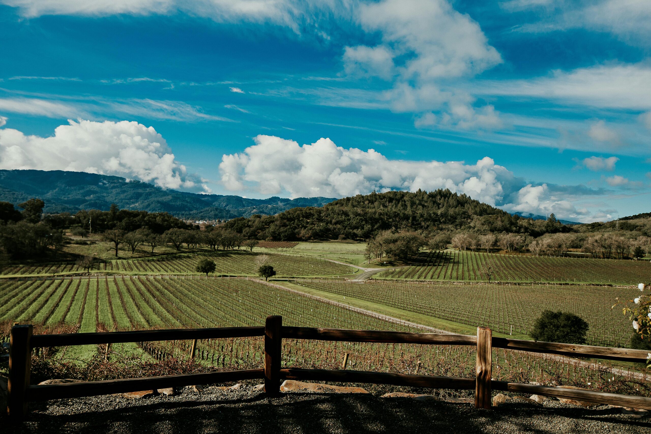 Vineyard Views in Wine Country