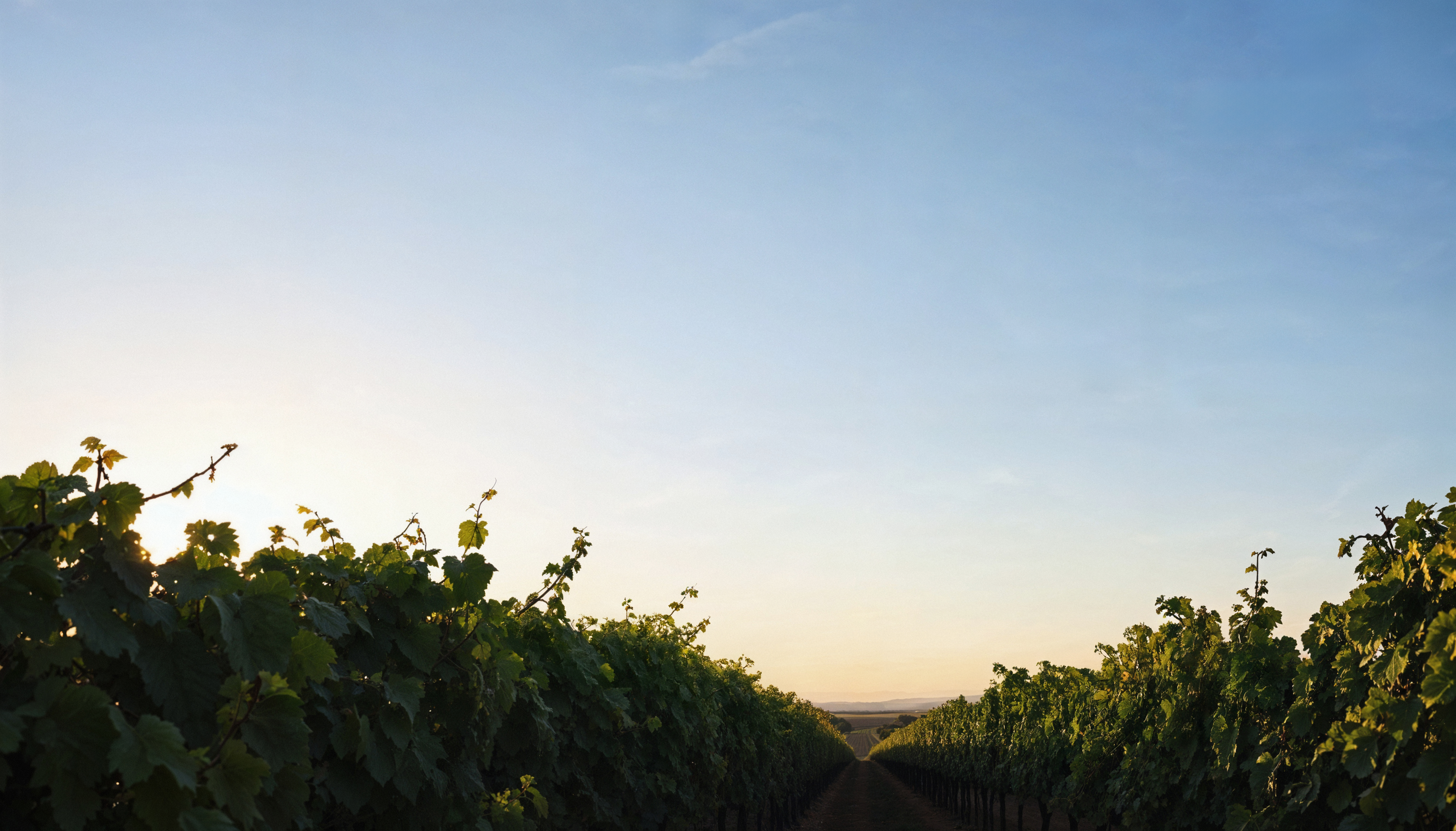 Morning in Kenwood Sonoma Valley vineyards