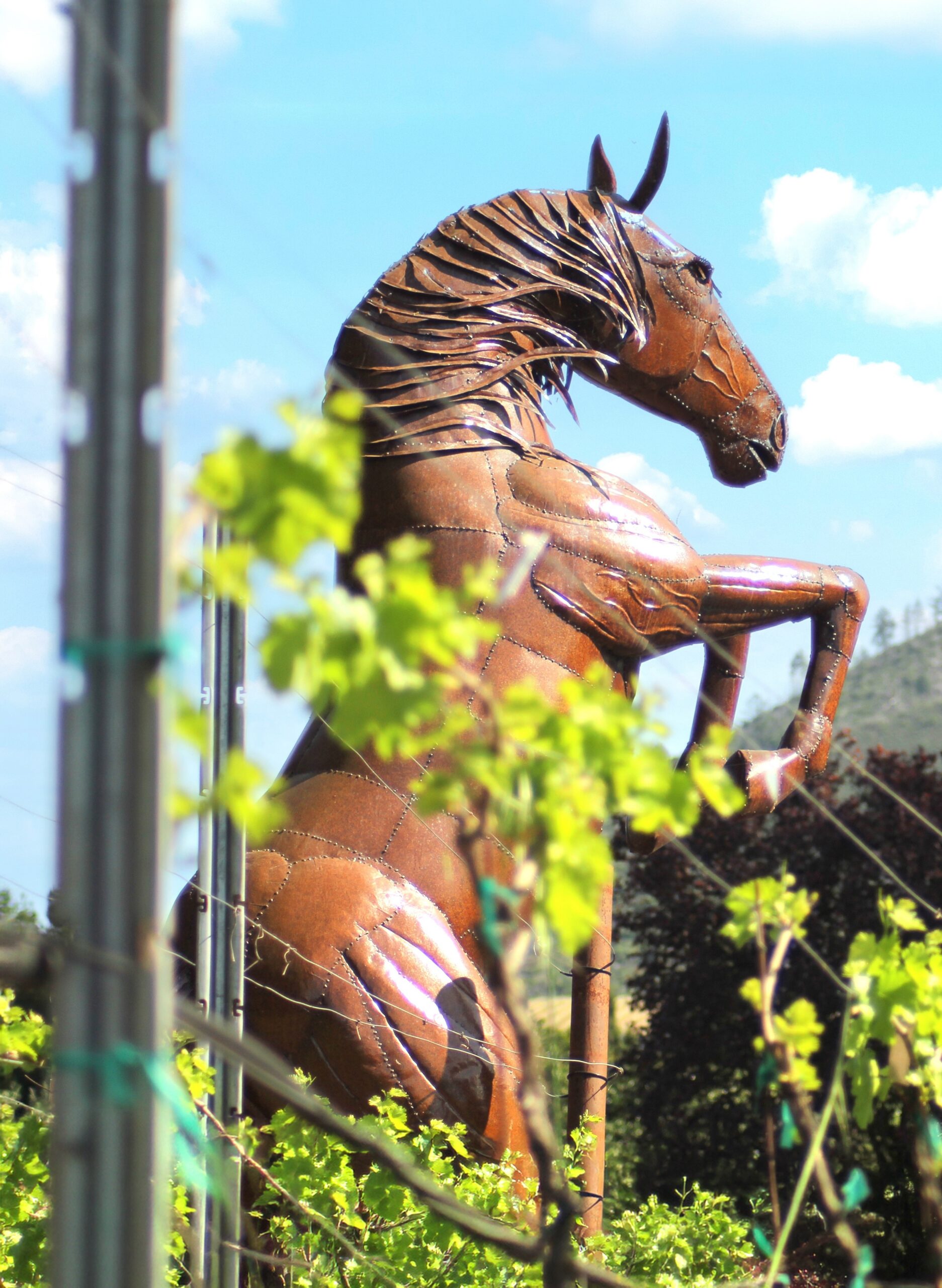 Relaxed Sonoma hospitality at Hamilton Family Wines.