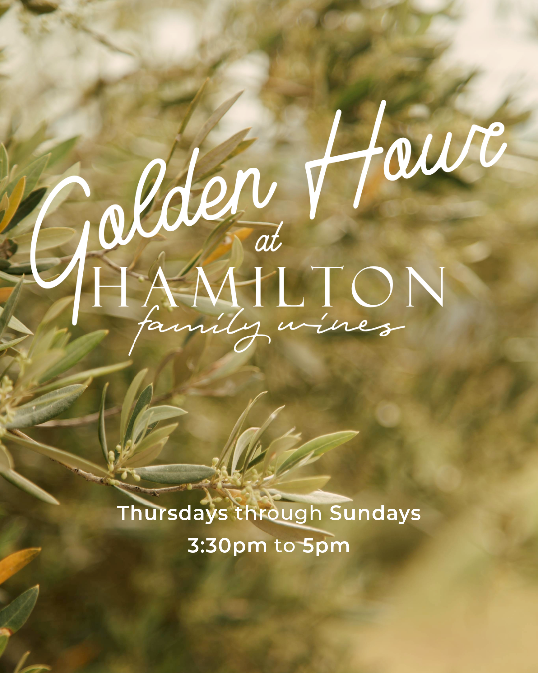 Golden Hour at Hamilton Family Wines in Sonoma Valley.