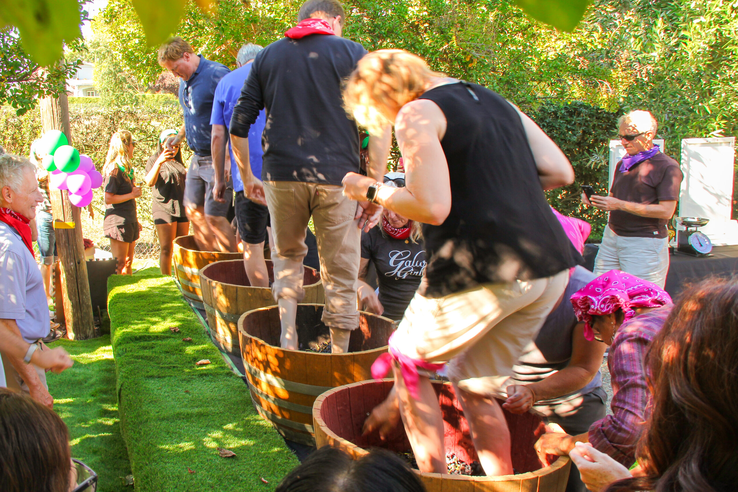 Private group enjoying a grape stomp in Sonoma at Hamilton Family Wines in Kenwood.