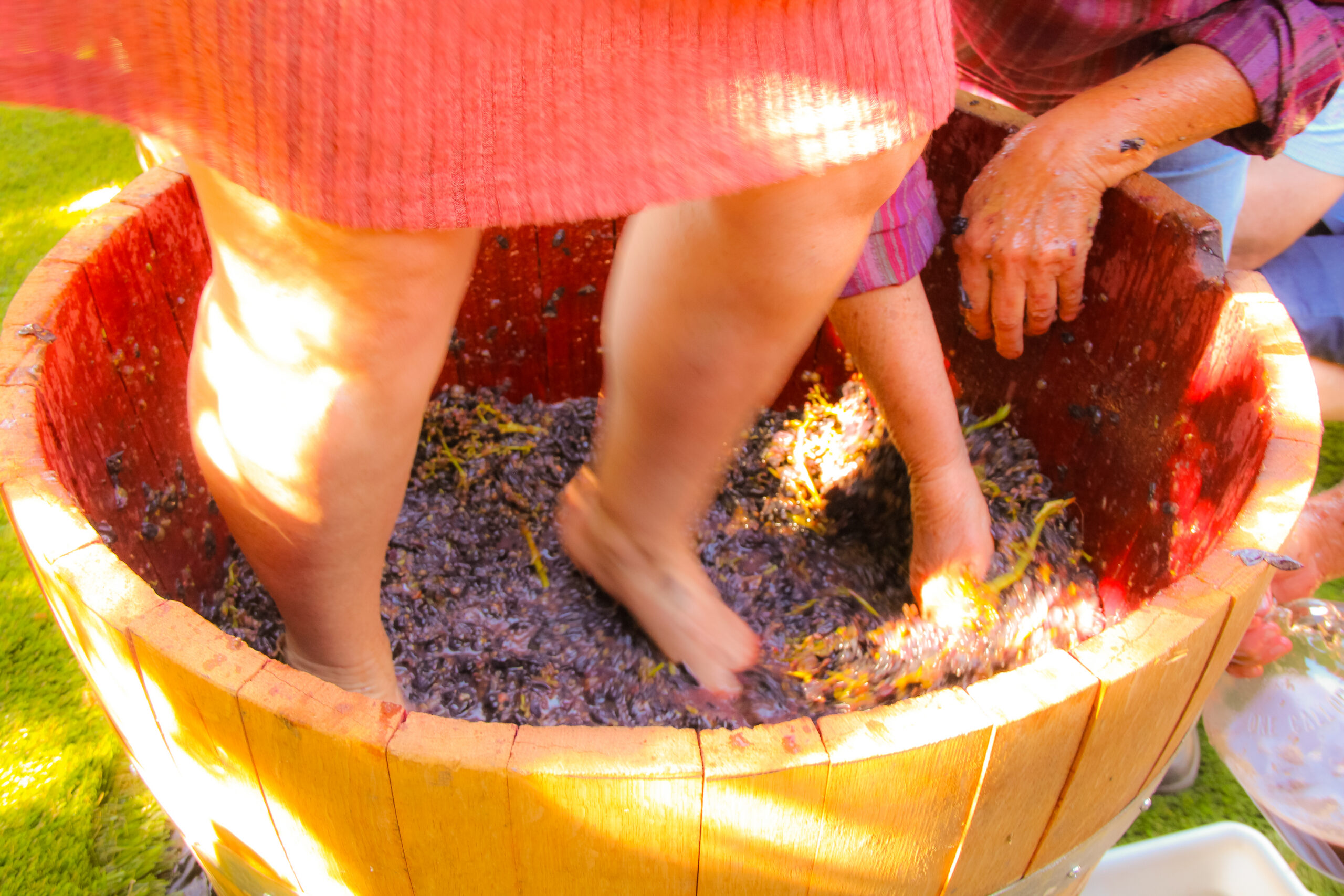 Guests stomping grapes during a private harvest experience at Hamilton Family Wines.