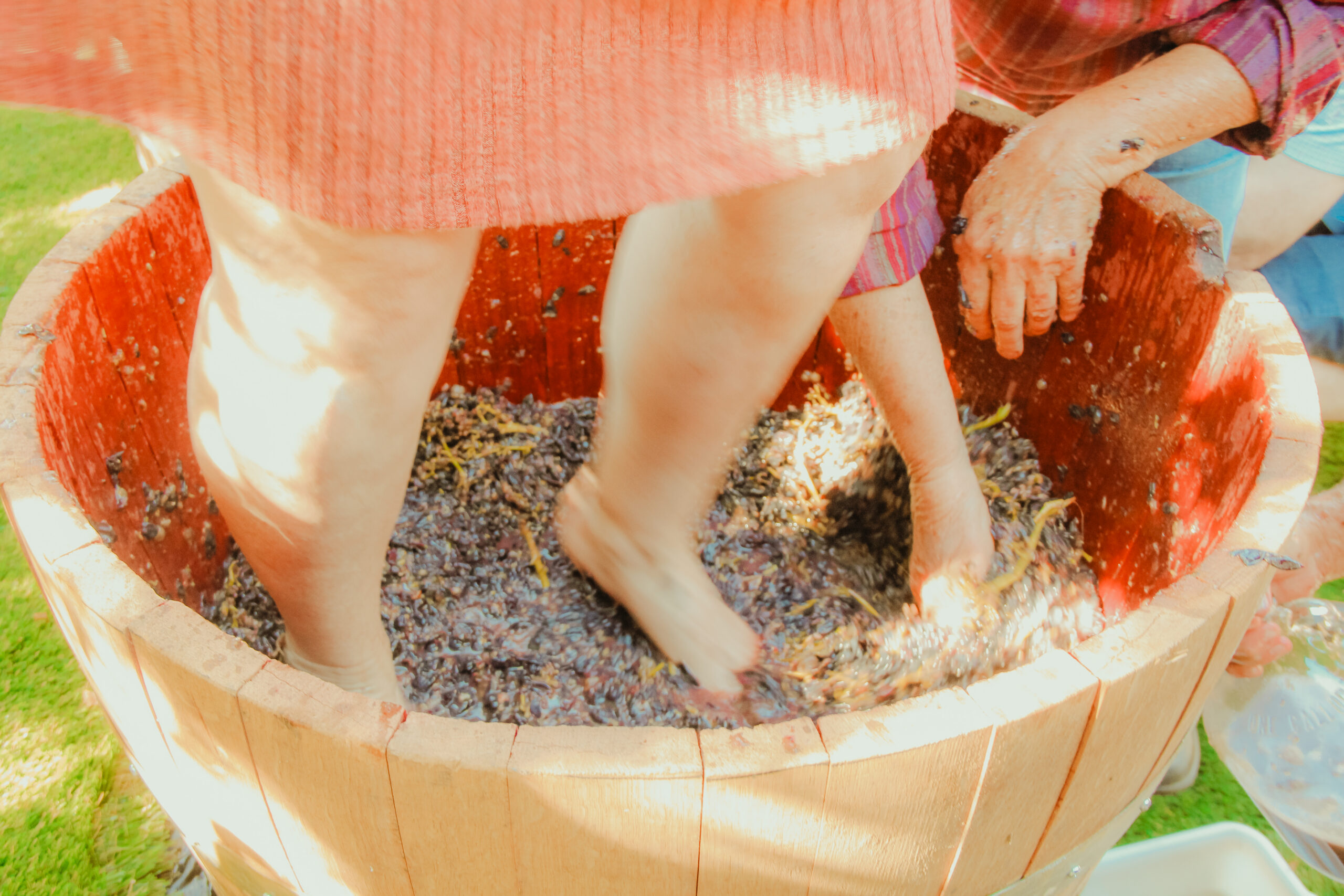 Private grape stomp experience at Hamilton Family Wines in Kenwood.