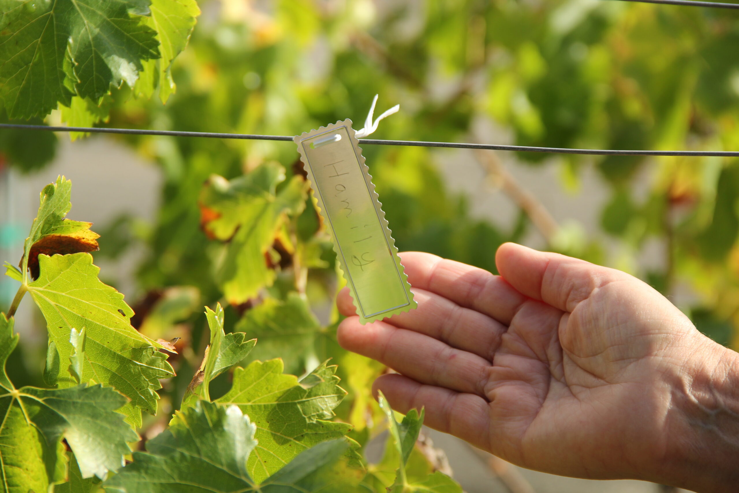 A personalized vine tag in the Hamilton Family Wines vineyard in Kenwood