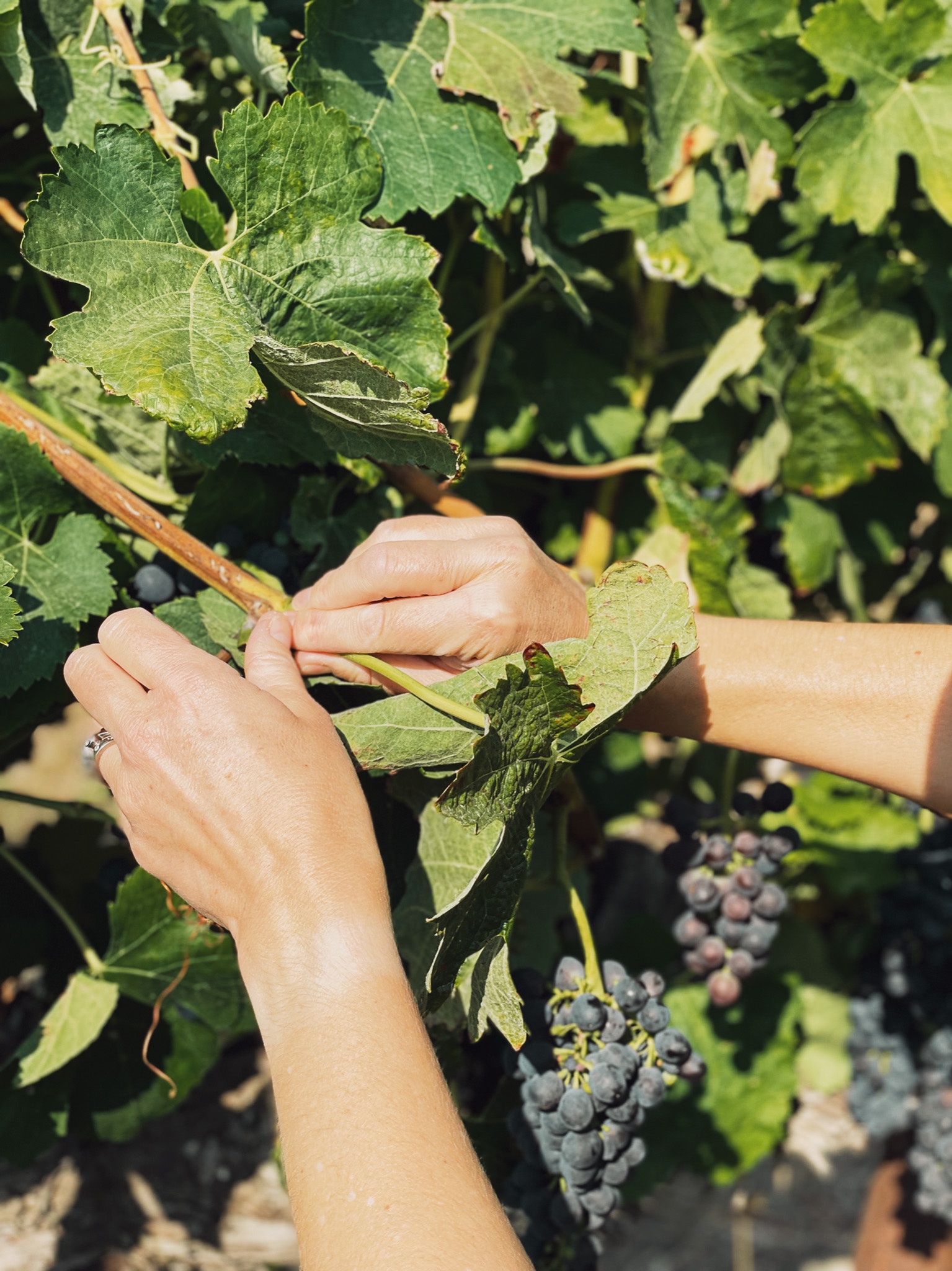 A winemaking detail from Hamilton Family Wines.